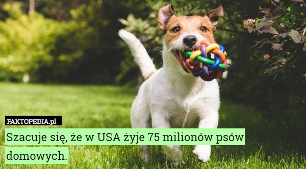Szacuje się, że w USA żyje 75 milionów psów domowych. 