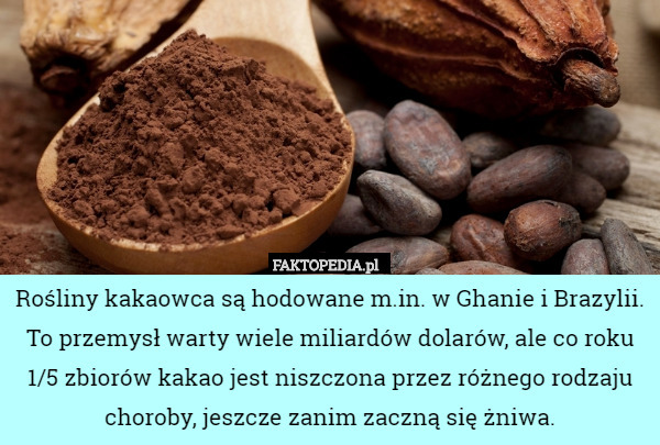 Rośliny kakaowca są hodowane m.in. w Ghanie i Brazylii. To przemysł warty wiele miliardów dolarów, ale co roku 1/5 zbiorów kakao jest niszczona przez różnego rodzaju choroby, jeszcze zanim zaczną się żniwa. 