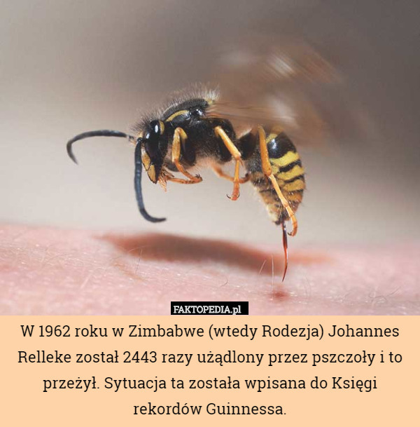 W 1962 roku w Zimbabwe (wtedy Rodezja) Johannes Relleke został 2443 razy użądlony przez pszczoły i to przeżył. Sytuacja ta została wpisana do Księgi rekordów Guinnessa. 