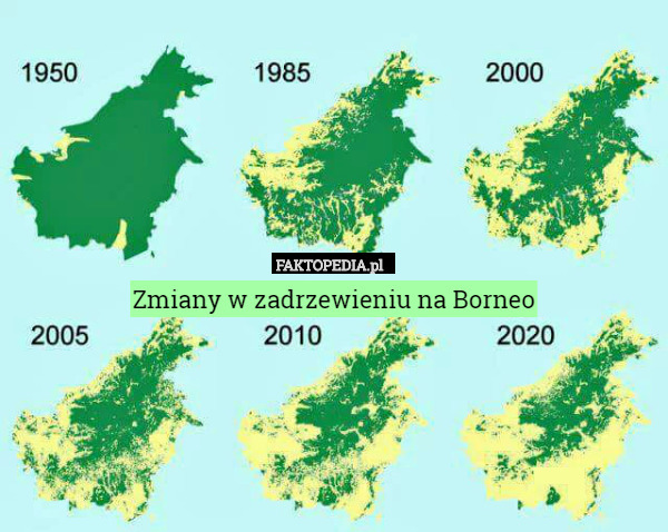 Zmiany w zadrzewieniu na Borneo 