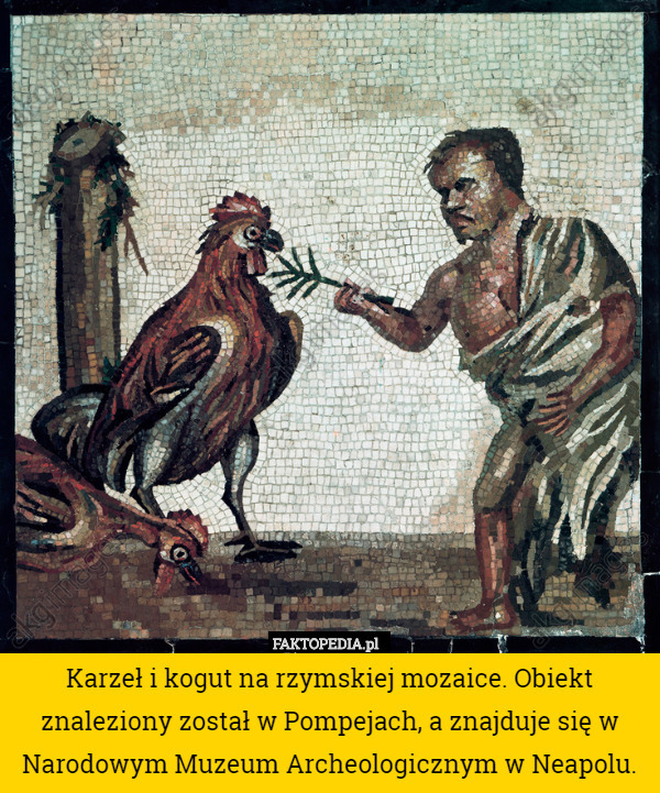 Karzeł i kogut na rzymskiej mozaice. Obiekt znaleziony został w Pompejach, a znajduje się w Narodowym Muzeum Archeologicznym w Neapolu. 