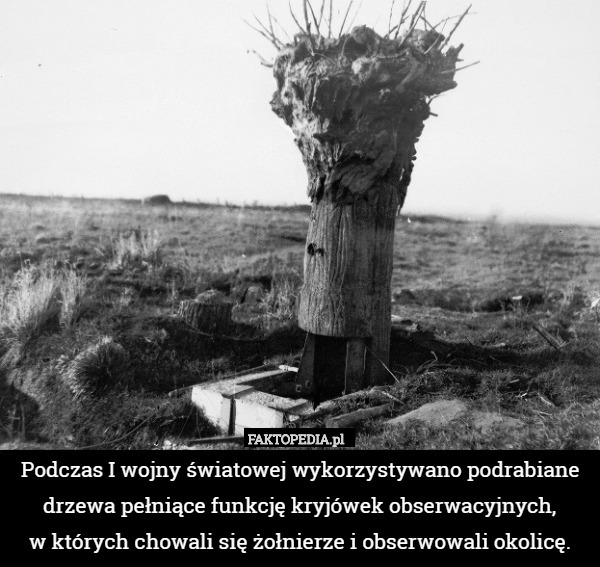 Podczas I wojny światowej wykorzystywano podrabiane drzewa pełniące funkcję kryjówek obserwacyjnych,
w których chowali się żołnierze i obserwowali okolicę. 