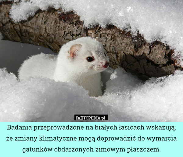Badania przeprowadzone na białych łasicach wskazują, że zmiany klimatyczne mogą doprowadzić do wymarcia gatunków obdarzonych zimowym płaszczem. 
