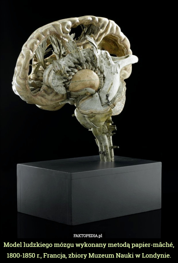 Model ludzkiego mózgu wykonany metodą papier-mâché, 1800-1850 r., Francja, zbiory Muzeum Nauki w Londynie. 