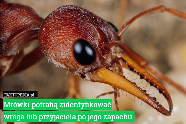 Mrówki potrafią zidentyfikować
wroga lub przyjaciela po jego zapachu. 
