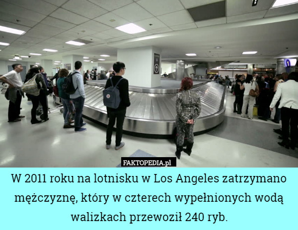W 2011 roku na lotnisku w Los Angeles zatrzymano mężczyznę, który w czterech wypełnionych wodą walizkach przewoził 240 ryb. 