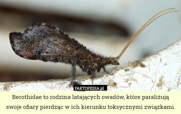 Berothidae to rodzina latających owadów, które paraliżują swoje ofiary pierdząc w ich kierunku toksycznymi związkami. 