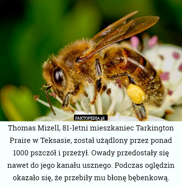 Thomas Mizell, 81-letni mieszkaniec Tarkington Praire w Teksasie, został użądlony przez ponad 1000 pszczół i przeżył. Owady przedostały się nawet do jego kanału usznego. Podczas oględzin okazało się, że przebiły mu błonę bębenkową. 