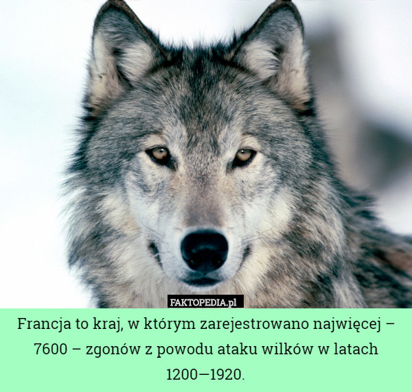 Francja to kraj, w którym zarejestrowano najwięcej – 7600 – zgonów z powodu ataku wilków w latach 1200—1920. 