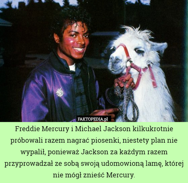 Freddie Mercury i Michael Jackson kilkukrotnie próbowali razem nagrać piosenki, niestety plan nie wypalił, ponieważ Jackson za każdym razem przyprowadzał ze sobą swoją udomowioną lamę, której nie mógł znieść Mercury. 