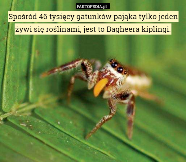 Spośród 46 tysięcy gatunków pająka tylko jeden żywi się roślinami, jest to Bagheera kiplingi. 