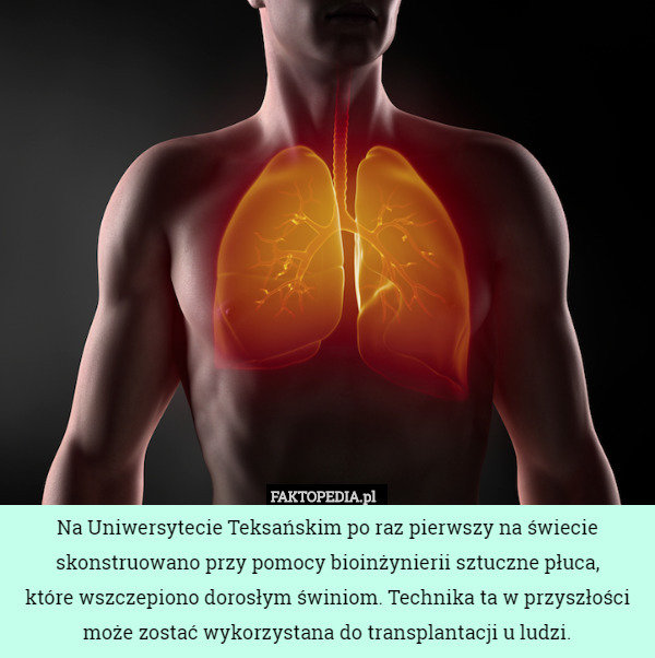 Na Uniwersytecie Teksańskim po raz pierwszy na świecie skonstruowano przy pomocy bioinżynierii sztuczne płuca,
 które wszczepiono dorosłym świniom. Technika ta w przyszłości może zostać wykorzystana do transplantacji u ludzi. 