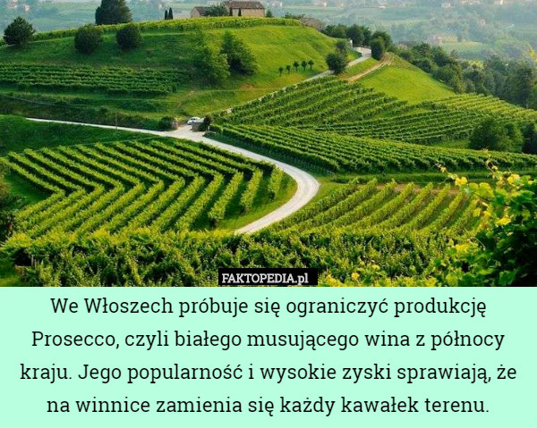 We Włoszech próbuje się ograniczyć produkcję Prosecco, czyli białego musującego wina z północy kraju. Jego popularność i wysokie zyski sprawiają, że na winnice zamienia się każdy kawałek terenu. 