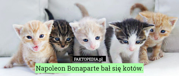Napoleon Bonaparte bał się kotów. 