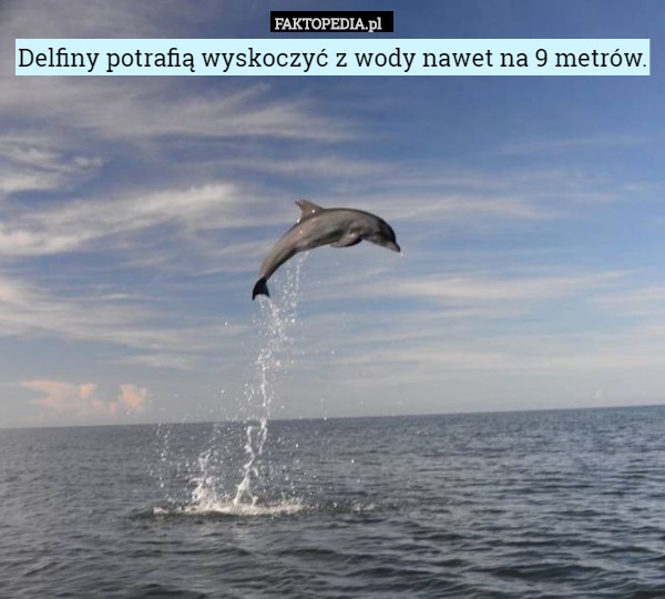 Delfiny potrafią wyskoczyć z wody nawet na 9 metrów. 