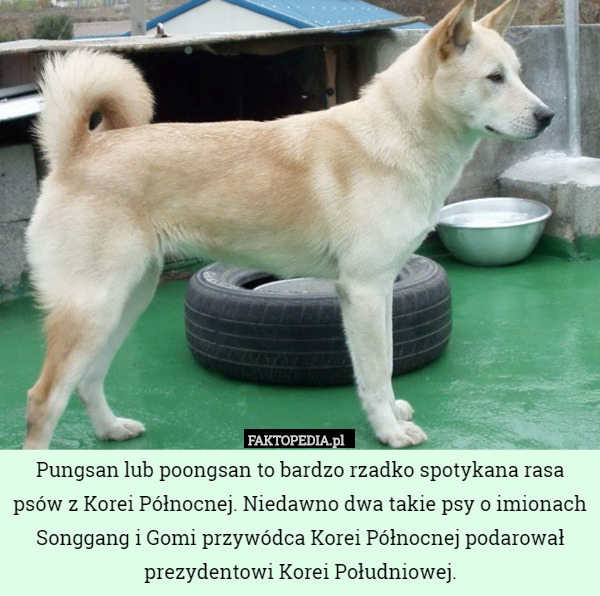 Pungsan lub poongsan to bardzo rzadko spotykana rasa psów z Korei Północnej. Niedawno dwa takie psy o imionach Songgang i Gomi przywódca Korei Północnej podarował prezydentowi Korei Południowej. 