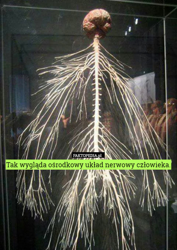 Tak wygląda ośrodkowy układ nerwowy człowieka. 