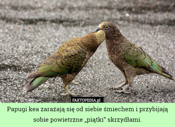 Papugi kea zarażają się od siebie śmiechem i przybijają sobie powietrzne „piątki” skrzydłami. 