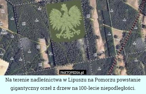 Na terenie nadleśnictwa w Lipuszu na Pomorzu powstanie gigantyczny orzeł z drzew na 100-lecie niepodległości. 