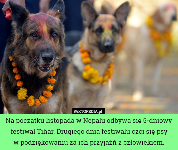 Na początku listopada w Nepalu odbywa się 5-dniowy festiwal Tihar. Drugiego dnia festiwalu czci się psy
 w podziękowaniu za ich przyjaźń z człowiekiem. 