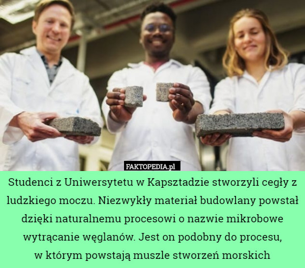 Studenci z Uniwersytetu w Kapsztadzie stworzyli cegły z ludzkiego moczu. Niezwykły materiał budowlany powstał dzięki naturalnemu procesowi o nazwie mikrobowe wytrącanie węglanów. Jest on podobny do procesu,
 w którym powstają muszle stworzeń morskich 