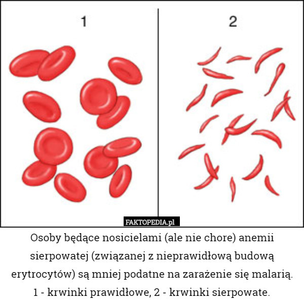 Osoby będące nosicielami (ale nie chore) anemii sierpowatej (związanej z nieprawidłową budową erytrocytów) są mniej podatne na zarażenie się malarią.
1 - krwinki prawidłowe, 2 - krwinki sierpowate. 