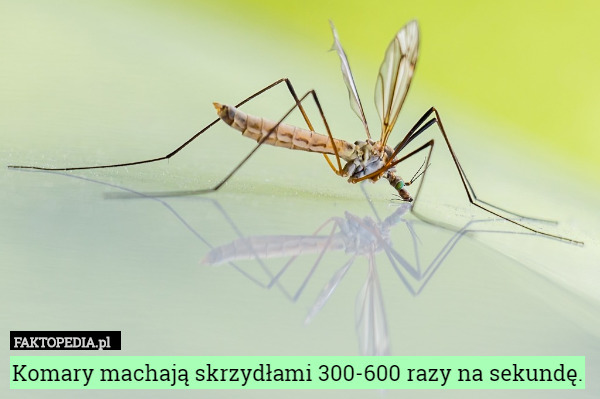 Komary machają skrzydłami 300-600 razy na sekundę. 