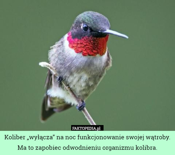 Koliber „wyłącza” na noc funkcjonowanie swojej wątroby. Ma to zapobiec odwodnieniu organizmu kolibra. 