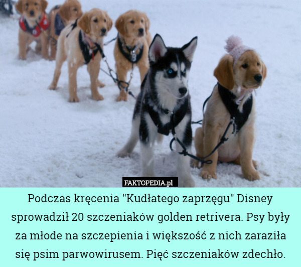 Podczas kręcenia "Kudłatego zaprzęgu" Disney sprowadził 20 szczeniaków golden retrivera. Psy były za młode na szczepienia i większość z nich zaraziła się psim parwowirusem. Pięć szczeniaków zdechło. 