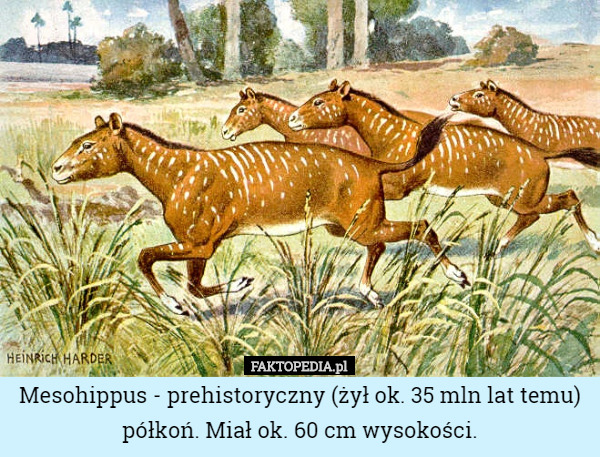 Mesohippus - prehistoryczny (żył ok. 35 mln lat temu) półkoń. Miał ok. 60 cm wysokości. 