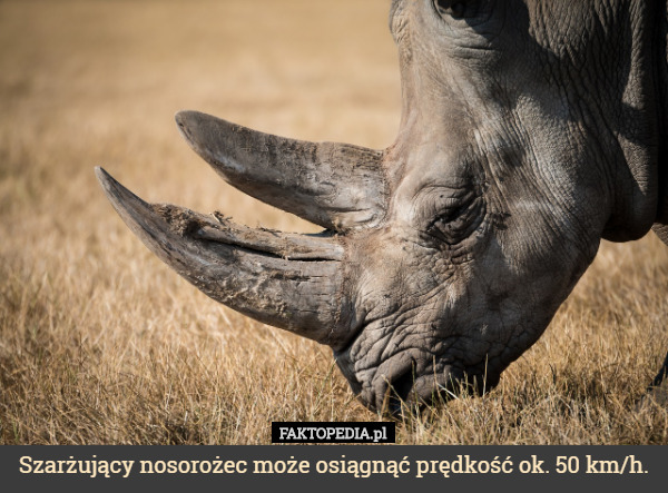 Szarżujący nosorożec może osiągnąć prędkość ok. 50 km/h. 