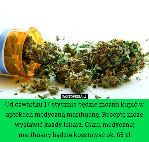 Od czwartku 17 stycznia będzie można kupić w aptekach medyczną marihuanę. Receptę może wystawić każdy lekarz. Gram medycznej marihuany będzie kosztować ok. 65 zł 