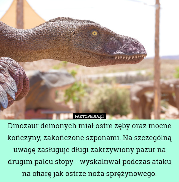 Dinozaur deinonych miał ostre zęby oraz mocne kończyny, zakończone szponami. Na szczególną uwagę zasługuje długi zakrzywiony pazur na drugim palcu stopy - wyskakiwał podczas ataku na ofiarę jak ostrze noża sprężynowego. 