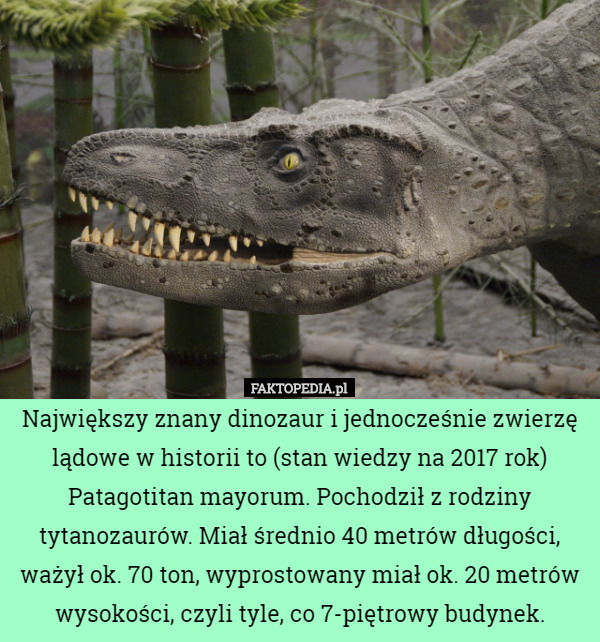 Największy znany dinozaur i jednocześnie zwierzę lądowe w historii to (stan wiedzy na 2017 rok) Patagotitan mayorum. Pochodził z rodziny tytanozaurów. Miał średnio 40 metrów długości, ważył ok. 70 ton, wyprostowany miał ok. 20 metrów wysokości, czyli tyle, co 7-piętrowy budynek. 