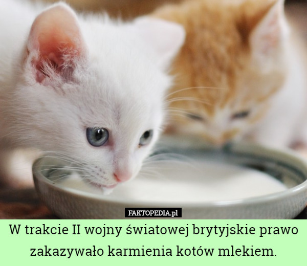W trakcie II wojny światowej brytyjskie prawo zakazywało karmienia kotów mlekiem. 