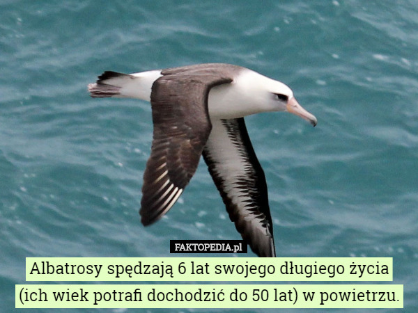 Albatrosy spędzają 6 lat swojego długiego życia
 (ich wiek potrafi dochodzić do 50 lat) w powietrzu. 
