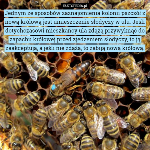 Jednym ze sposobów zaznajomienia kolonii pszczół z nową królową jest umieszczenie słodyczy w ulu. Jeśli dotychczasowi mieszkańcy ula zdążą przywyknąć do zapachu królowej przed zjedzeniem słodyczy, to ją zaakceptują, a jeśli nie zdążą, to zabiją nową królową. 