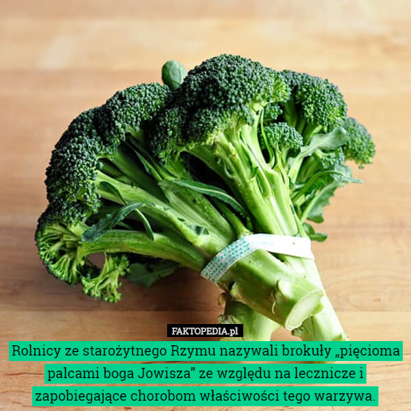 Rolnicy ze starożytnego Rzymu nazywali brokuły „pięcioma palcami boga Jowisza” ze względu na lecznicze i zapobiegające chorobom właściwości tego warzywa. 