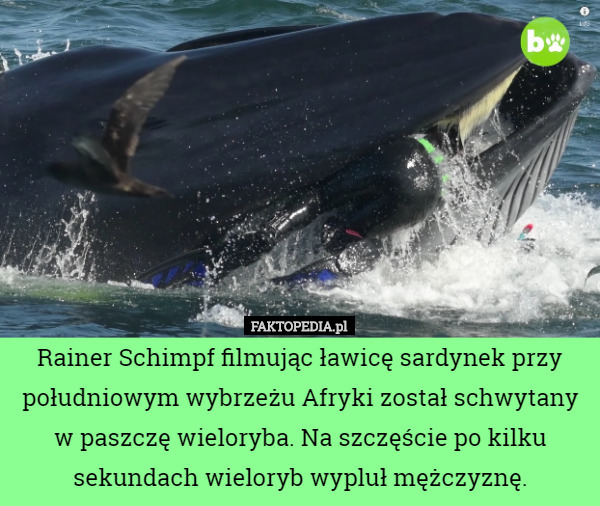 Rainer Schimpf filmując ławicę sardynek przy południowym wybrzeżu Afryki został schwytany w paszczę wieloryba. Na szczęście po kilku sekundach wieloryb wypluł mężczyznę. 