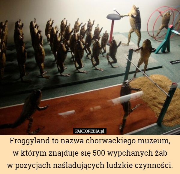 Froggyland to nazwa chorwackiego muzeum,
w którym znajduje się 500 wypchanych żab
w pozycjach naśladujących ludzkie czynności. 