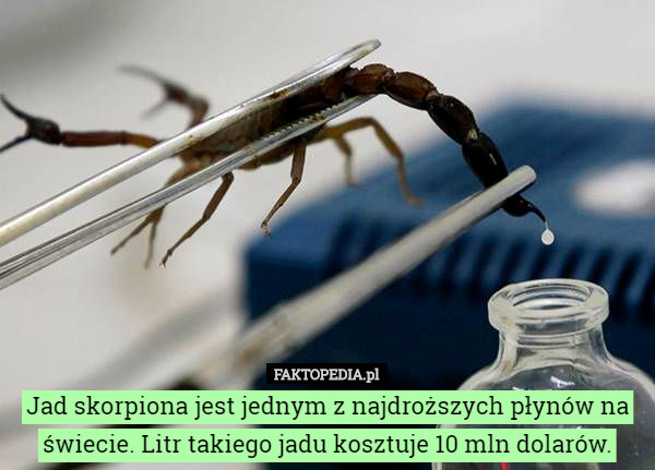 Jad skorpiona jest jednym z najdroższych płynów na świecie. Litr takiego jadu kosztuje 10 mln dolarów. 
