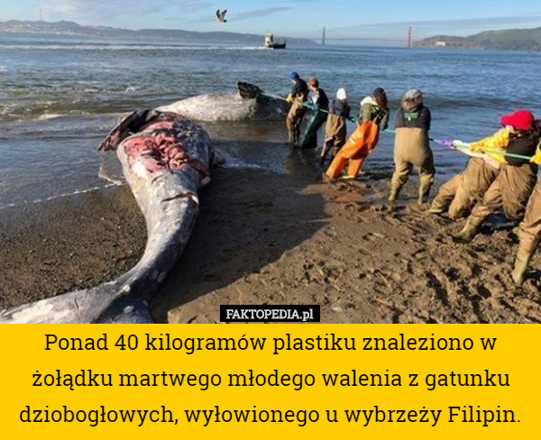 Ponad 40 kilogramów plastiku znaleziono w żołądku martwego młodego walenia z gatunku dziobogłowych, wyłowionego u wybrzeży Filipin. 