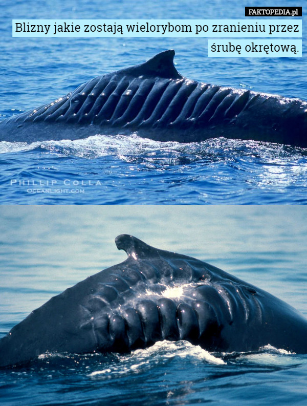 Blizny jakie zostają wielorybom po zranieniu przez śrubę okrętową. 