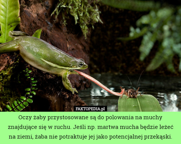 Oczy żaby przystosowane są do polowania na muchy znajdujące się w ruchu. Jeśli np. martwa mucha będzie leżeć na ziemi, żaba nie potraktuje jej jako potencjalnej przekąski. 