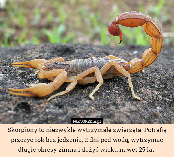 Skorpiony to niezwykle wytrzymałe zwierzęta. Potrafią przeżyć rok bez jedzenia, 2 dni pod wodą, wytrzymać długie okresy zimna i dożyć wieku nawet 25 lat. 