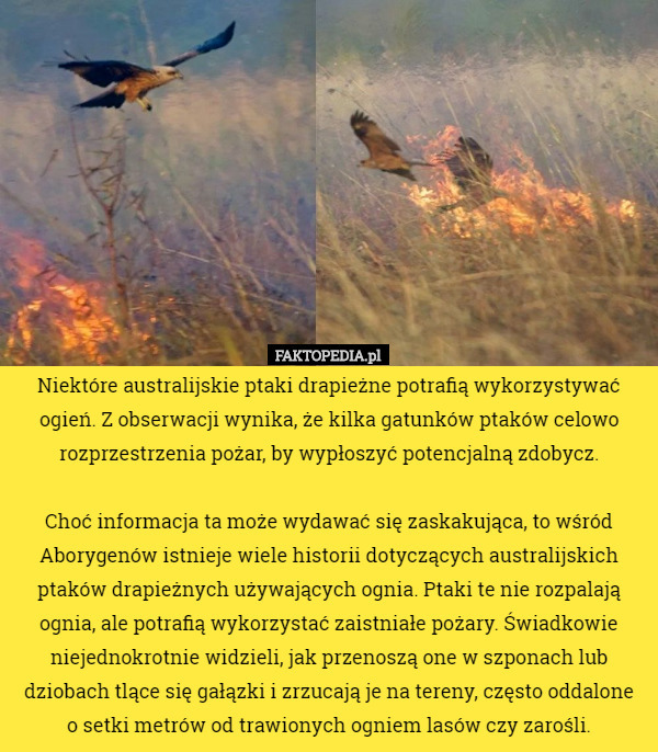 Niektóre australijskie ptaki drapieżne potrafią wykorzystywać ogień. Z obserwacji wynika, że kilka gatunków ptaków celowo rozprzestrzenia pożar, by wypłoszyć potencjalną zdobycz.

 Choć informacja ta może wydawać się zaskakująca, to wśród Aborygenów istnieje wiele historii dotyczących australijskich ptaków drapieżnych używających ognia. Ptaki te nie rozpalają ognia, ale potrafią wykorzystać zaistniałe pożary. Świadkowie niejednokrotnie widzieli, jak przenoszą one w szponach lub dziobach tlące się gałązki i zrzucają je na tereny, często oddalone
 o setki metrów od trawionych ogniem lasów czy zarośli. 