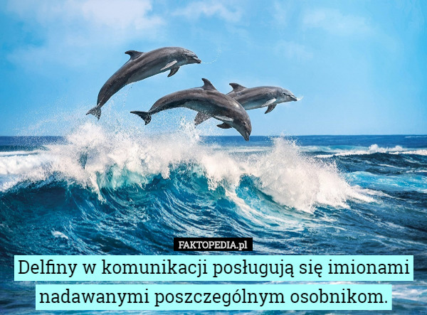 Delfiny w komunikacji posługują się imionami nadawanymi poszczególnym osobnikom. 