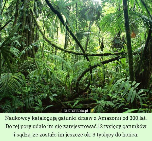 Naukowcy katalogują gatunki drzew z Amazonii od 300 lat. Do tej pory udało im się zarejestrować 12 tysięcy gatunków
i sądzą, że zostało im jeszcze ok. 3 tysięcy do końca. 