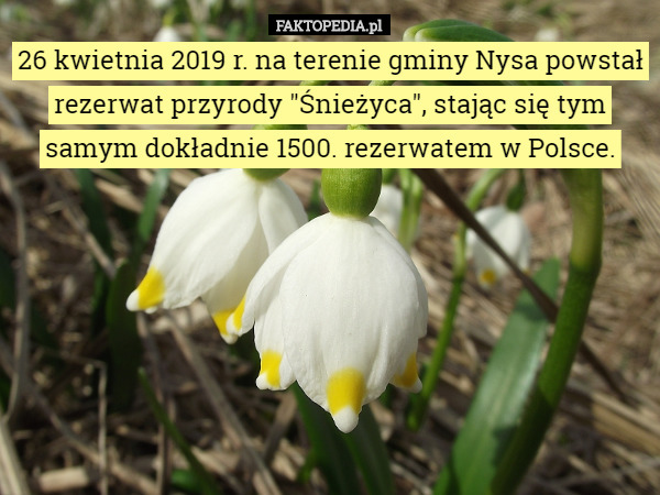 26 kwietnia 2019 r. na terenie gminy Nysa powstał rezerwat przyrody "Śnieżyca", stając się tym samym dokładnie 1500. rezerwatem w Polsce. 