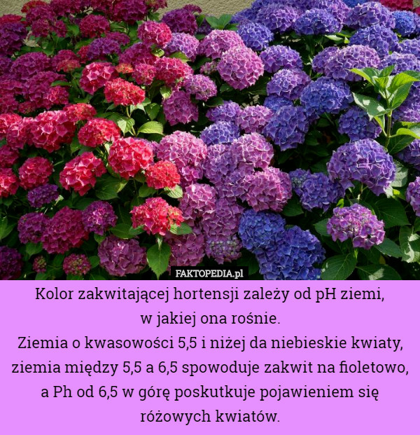 Kolor zakwitającej hortensji zależy od pH ziemi,
 w jakiej ona rośnie.
 Ziemia o kwasowości 5,5 i niżej da niebieskie kwiaty, ziemia między 5,5 a 6,5 spowoduje zakwit na fioletowo, a Ph od 6,5 w górę poskutkuje pojawieniem się różowych kwiatów. 